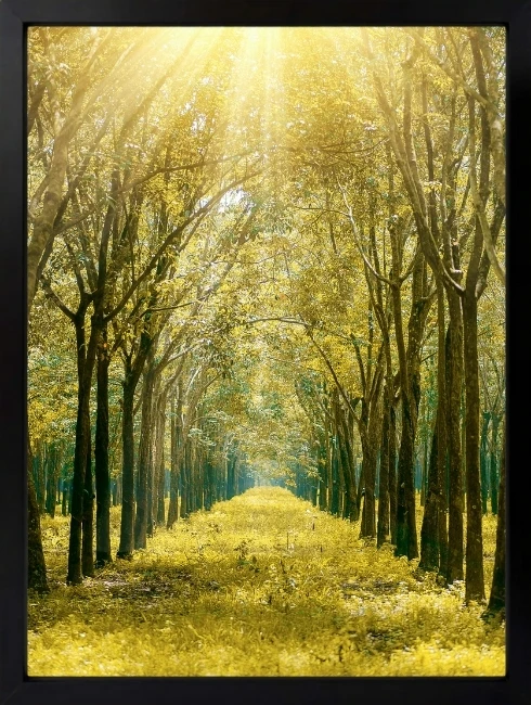 Ağaç Yolu Duvar Tablosu 1. Fotoğraf