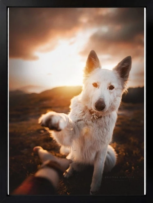 Beyaz Köpek Duvar Tablosu 1. Fotoğraf