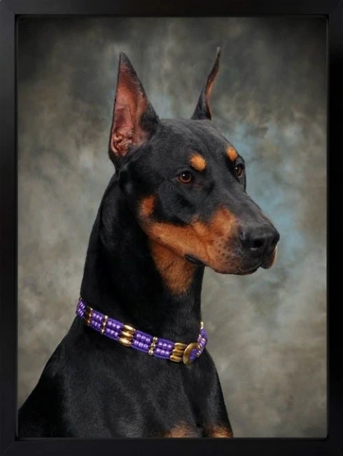 Doberman Duvar Tablosu 1. Fotoğraf