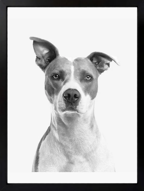 Köpek İllüstrasyon Duvar Tablosu 1. Fotoğraf