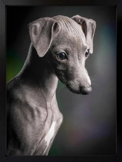 Köpek Portesi Duvar Tablosu 1. Fotoğraf