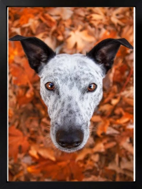 Köpek Suratı Duvar Tablosu 1. Fotoğraf