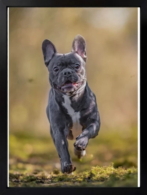 Koşan Fransız Bulldog Duvar Tablosu 1. Fotoğraf