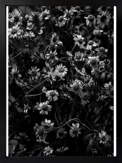 Siyah Beyaz Çiçekler Duvar Tablosu 1. Fotoğraf