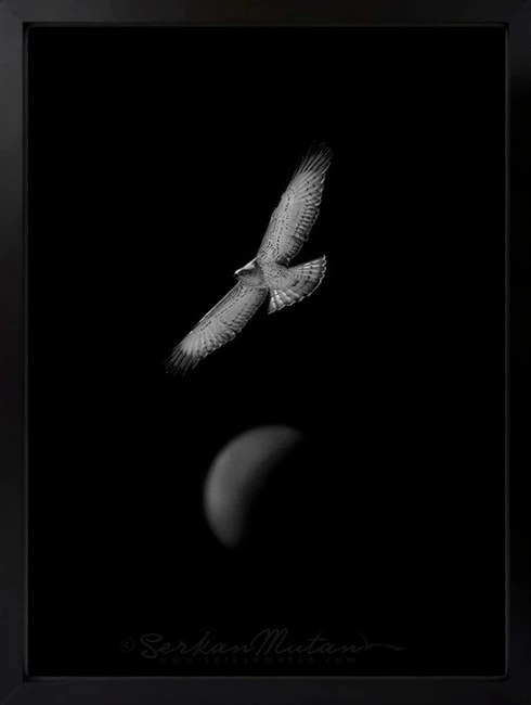 Siyah Beyaz Kuş Duvar Tablosu 1. Fotoğraf